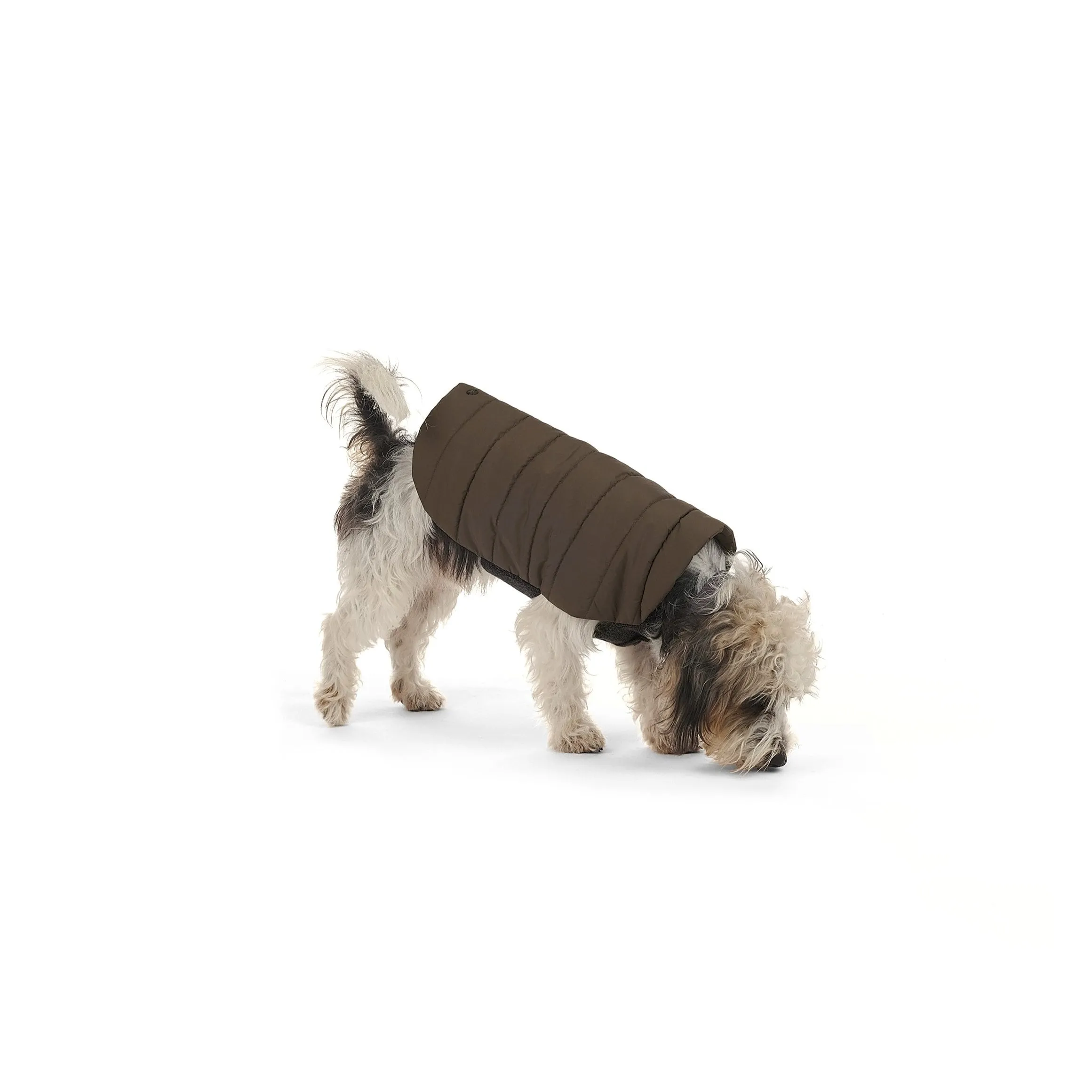 Beetle Dog Coat